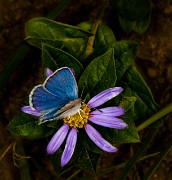 Blue Butterfly on Aster 18-2162_1